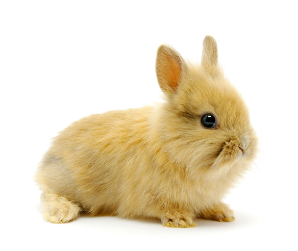 Small brown rabbit - Photo, Image