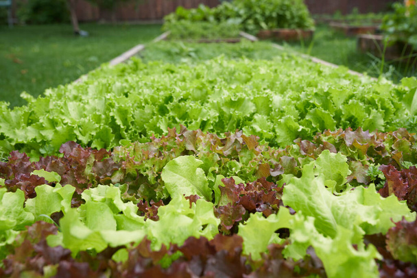 Oldalnézetből. Zöldlevelű saláta termesztése egy kerti ágyban. Zöld saláta levelek a kerti ágyon. Háttér kertészeti zöld saláta növények a nyílt terepen. - Fotó, kép