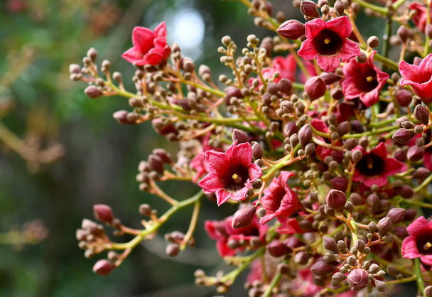 Nagy piros rózsaszín harang alakú virágok az ausztrál bennszülött Clarabelle Kurrajong Brachychiton vinicolor, család Malvaceae. Természetesen előforduló hibrid acerifolius x elszíneződés. Endemic a Qld és az NSW - Fotó, kép