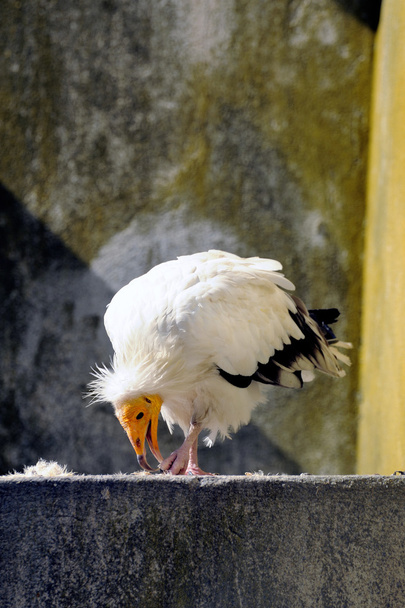 Sęp biały ptak - Zdjęcie, obraz