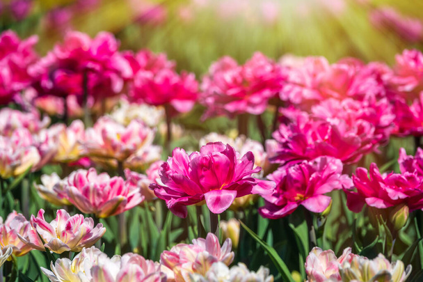 Beautiful pink and white tulips flower bed in the green spring garden. Natural sprintime background. - Фото, изображение