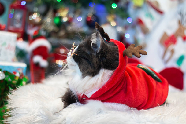Domestic medium hair cat in Reindeer Christmas Costume Outfit lying and relaxing on Fur Wool Carpet. Blurred of Christmas tree and light on background. - Fotó, kép
