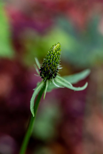 Phyteuma ovatum flower in gounds, macro - Фото, изображение