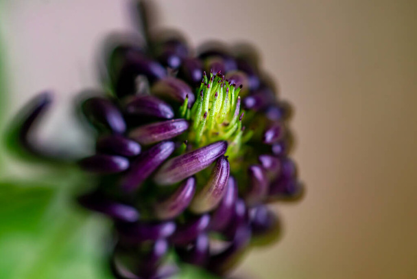Цветок Phyteuma ovatum, растущий в горах - Фото, изображение