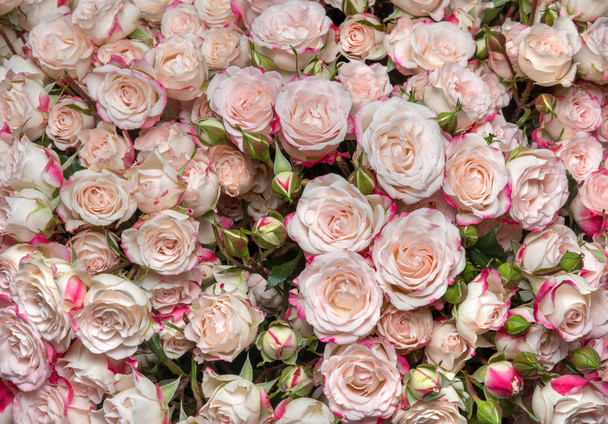l fehér-rózsaszín rózsa - Fotó, kép