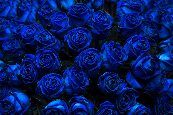 Blaue Rosen - Foto, Bild