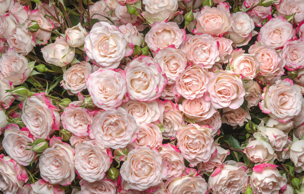 Rosas blanco-rosadas
 - Foto, imagen