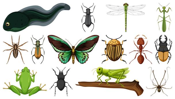 Colección de diferentes insectos aislados sobre fondo blanco ilustración - Vector, imagen
