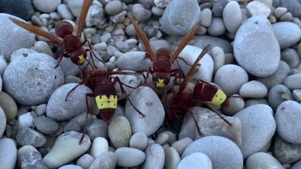 Large hornets on the stones, close-up. Yellow-brown wasps on a gray background. Arthropod insects get food. Bee family looking for food. - Footage, Video