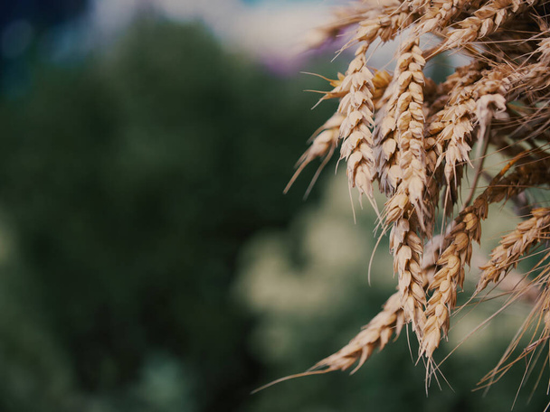 Ears of ripe wheat taken in close-up. Space for the text. - Φωτογραφία, εικόνα