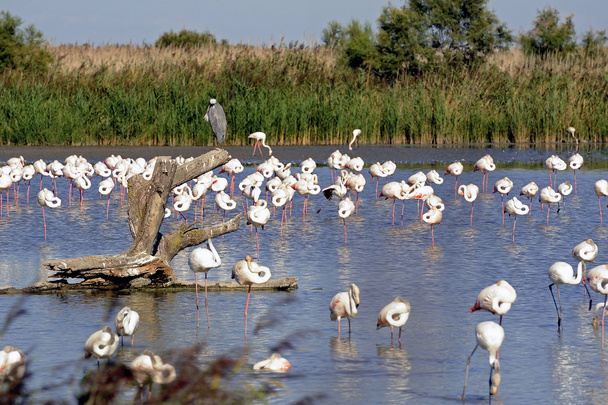 Flamingos in der Camargue - Foto, Bild
