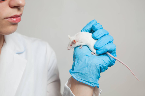 A small white laboratory mouse with red eyes in the hand of a scientist in a blue rubber glove. Woman puts experiments on a laboratory mouse. - Valokuva, kuva