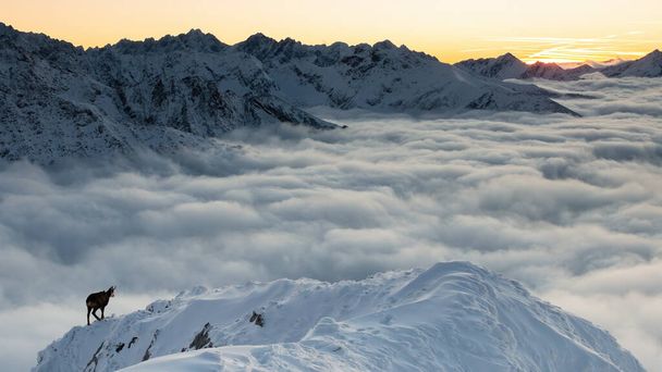 壮大な景色の中で雪の山を歩くタトラ・シャモア - 写真・画像