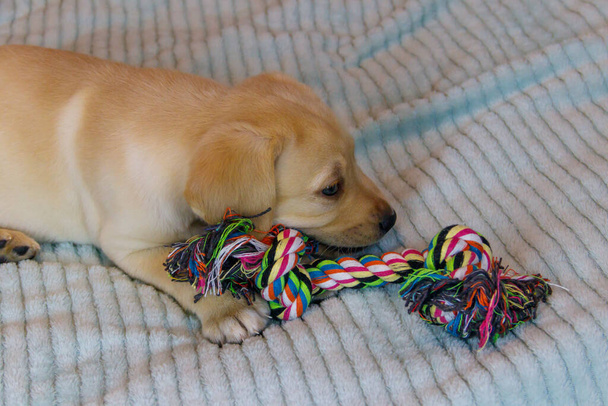 Labrador Retriever Welpe spielt mit buntem Seilspielzeug - Foto, Bild