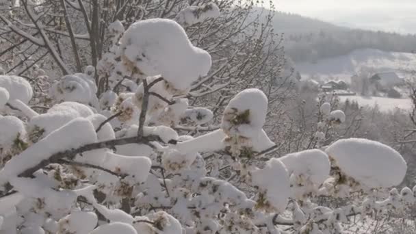 閉じる、 DOF:花でいっぱいの果物の木の天蓋に氷の雪が積もっています. - 映像、動画