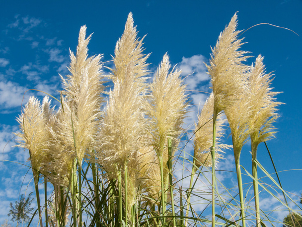 Пампас трава і блакитне небо
 - Фото, зображення