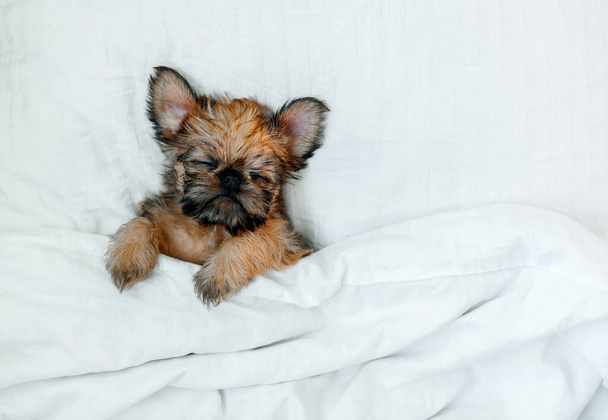 sleeping brussels griffon puppy red color lies under a white blanket - Zdjęcie, obraz