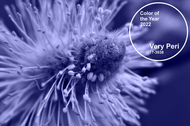 Πολύ Peri PANTONE η τάση των χρωμάτων του 2022. Λουλούδια βαμμένα σε κλίση μοντέρνο χρώμα - Φωτογραφία, εικόνα