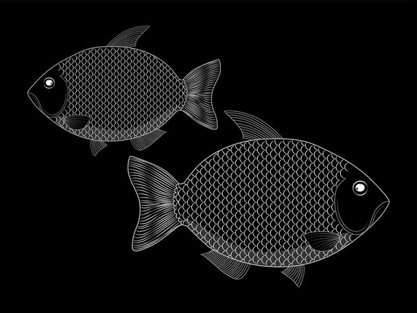 Flusskarpfen, gezeichnet durch weiße Linien auf schwarzem Hintergrund. Der Fisch, der im Fluss lebt. - Vektor, Bild