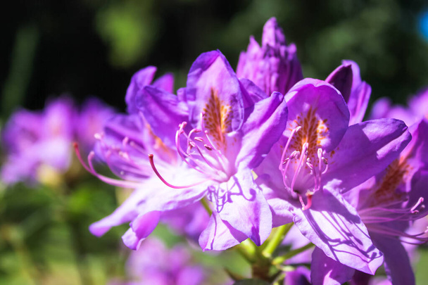 Colombia Grandiflorum flowers in full bloom. Blossoming purple Rhododendron catawbiense ponticum flower on bush in spring garden, park at sunny day. Evergreen shrub with lots of fully open Azalea buds - Photo, Image