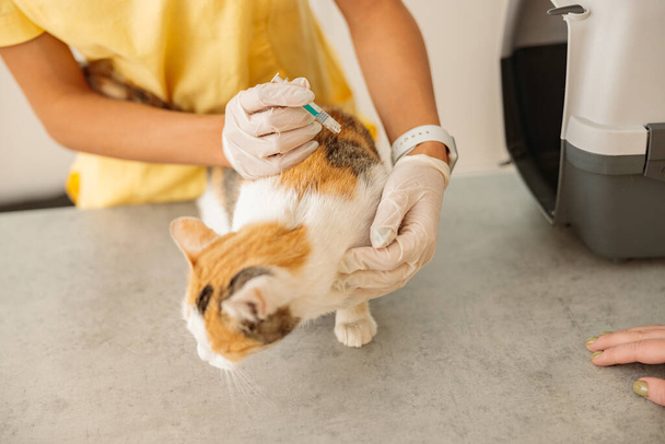 Lekarz weterynarii wykonujący wstrzyknięcie kotu w szpitalu dla zwierząt - Zdjęcie, obraz