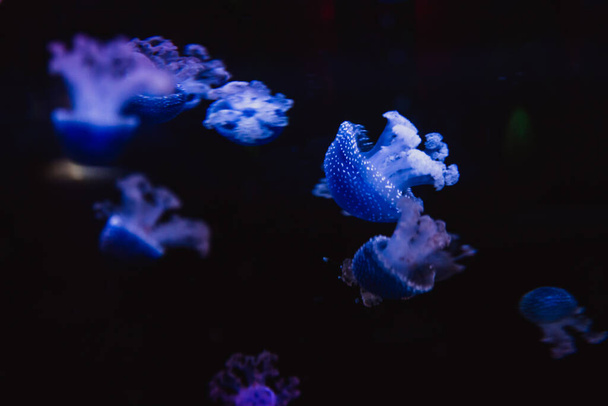 Siyah arka planda açık mor denizanası grubu. Renk 2022 - Çok Peri - Fotoğraf, Görsel