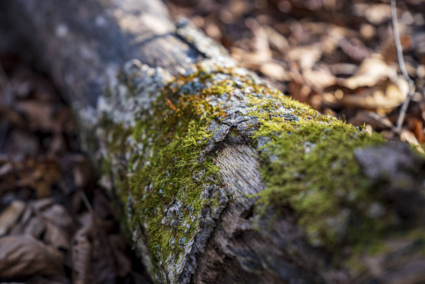 Een close-up van een omgevallen boom bedekt met mos - wilde dieren - Foto, afbeelding
