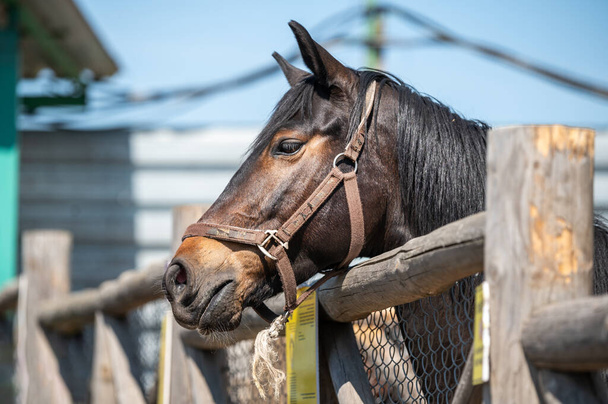 Head of a brown horse in a paddock close up. - Fotó, kép
