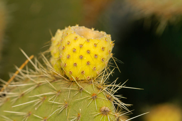 Prickly pear cactus (Opuntia ficus-indica), with yellow fruit, belonging to the cactus family. - Photo, Image