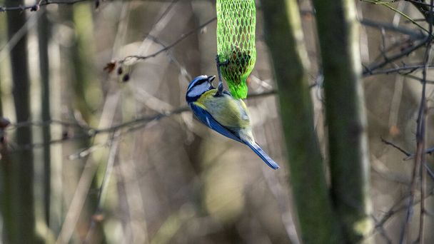 A closeup of a cute blue tit bird on a tree branch - Foto, Bild