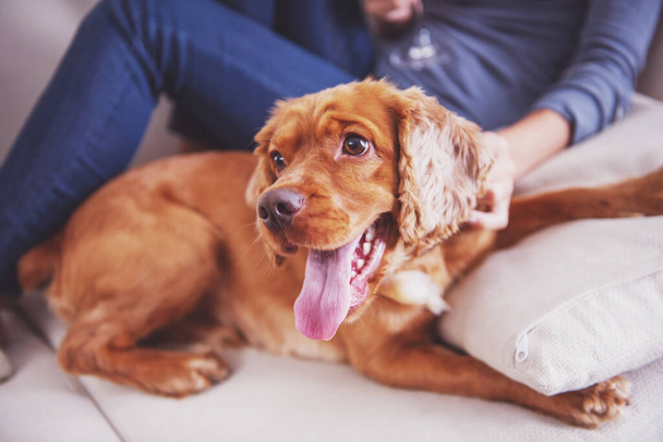 Carino cane marrone è sdraiato sul divano
. - Foto, immagini