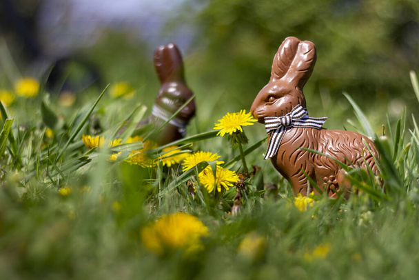 The two chocolate Easter bunnies in the garden - Foto, imagen