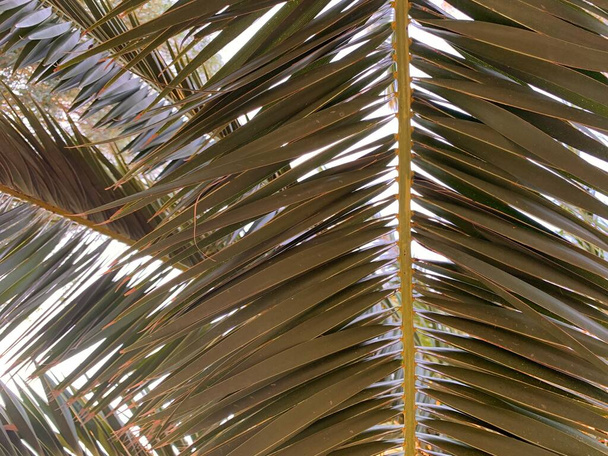 Texture de fond : feuille verte d'un palmier du sud. Structure tropicale des feuilles de palmier, gros plan. Concept : Vacances d'été dans un climat chaud sous le soleil. - Photo, image