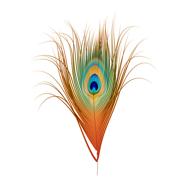 vector peacock feather geïsoleerd op wit - Vector, afbeelding
