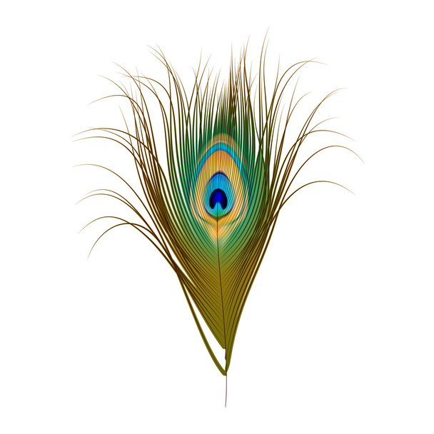 Vector Peacock Feather Isolated on White - Vector, imagen