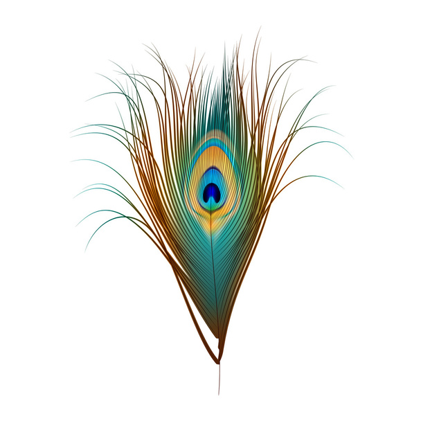 Vector Peacock Feather Isolated on White - Vector, Imagen
