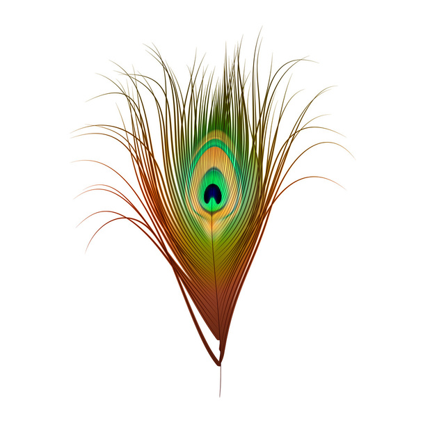 Vector pluma de pavo real aislado en blanco
 - Vector, imagen