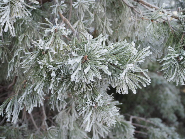 El invierno. Escarcha. Las ramas de pino están cubiertas con una gruesa capa de heladas. En kontrazhur, la helada brilla en el sol - Foto, Imagen
