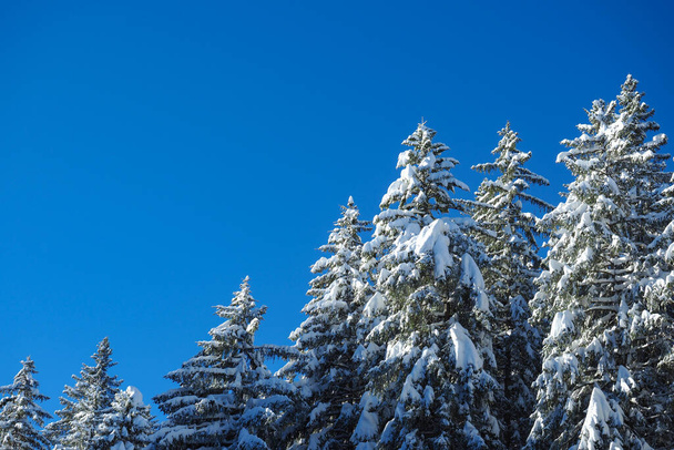 Snow covered coniferous trees in the Swiss Alps on a beautiful winter day. - Фото, изображение
