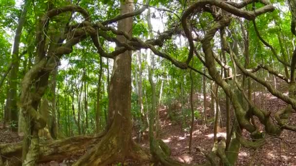 Тропічний ліс на Шрі - Ланці. - Кадри, відео