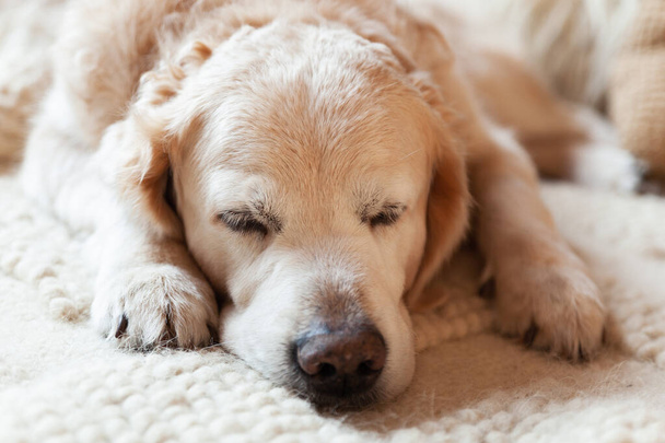 golden retriever dog sleeping on carpet, close up shot - Fotoğraf, Görsel