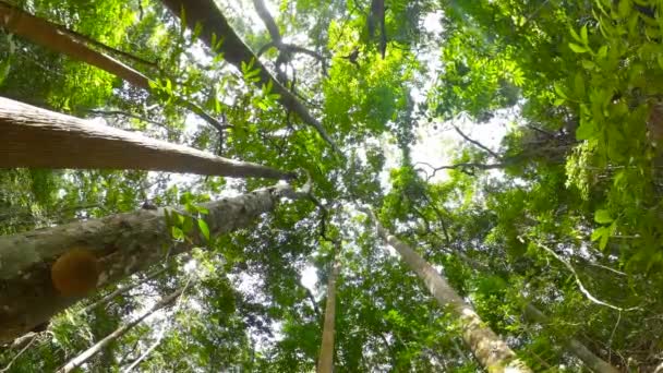 Тропічний ліс на Шрі - Ланці. - Кадри, відео