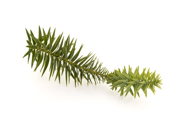 ブラジルの松の小枝は白い背景に隔離された。アラウカリア・angustifolia - 写真・画像