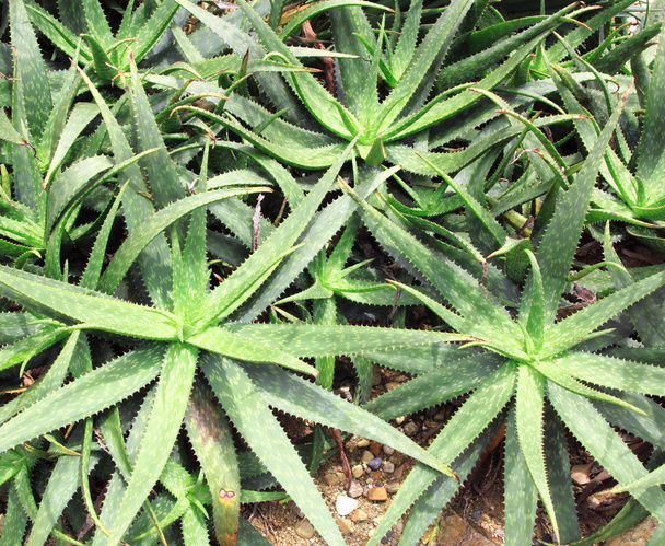 アロエベラの植物 - 写真・画像