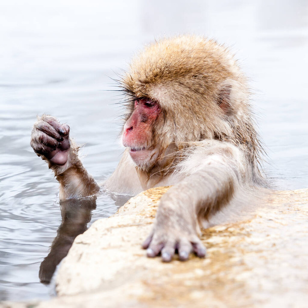 温泉に足を踏み入れると面白い日本の雪猿。長野県,日本. - 写真・画像