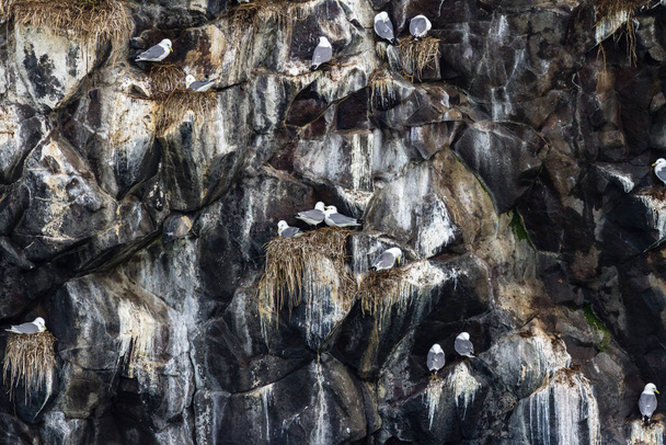 Чайки сидят на гнездах. Колония морских котиков на скале, Пенза Каминка, недалеко от мыса Кедный, Россия. - Фото, изображение