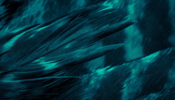 penas falcão azul com detalhes visíveis. fundo ou textura - Foto, Imagem