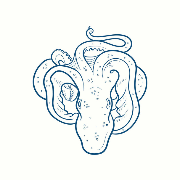 Octopus Hand-drawn realistic. Oceans nature in vintage style.  - Vector, Image