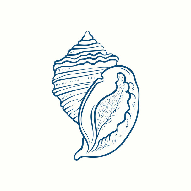 手描きのリアルな貝殻。様々な形態の軟体動物の殻:コイル、スパイラル、コーン、ホタテ。ヴィンテージスタイルの海の自然.  - ベクター画像
