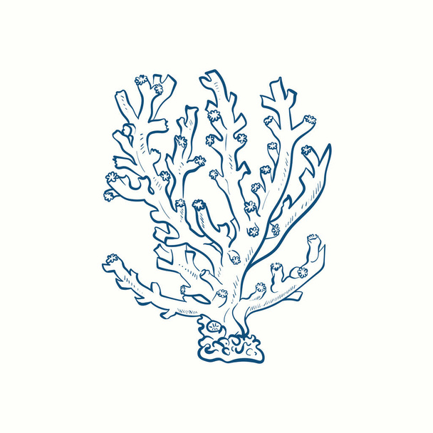 Silhuetas de algas marinhas. Recifes de corais subaquáticos, plantas de algas marinhas desenhadas à mão, ervas daninhas marinhas isoladas oceano ao ar livre. - Vetor, Imagem